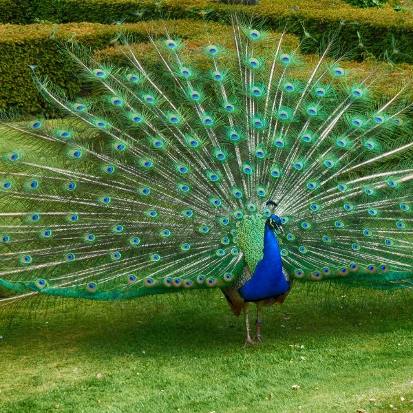 Peacock Names